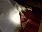 Elegant White & Maroon Pure Silk Saree with Gold Zari Elephant Border and Rich Pallu